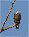 _0SB8805 american bald eagle